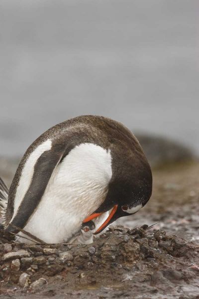 Antarctica A gentoo penguin with chick at nest